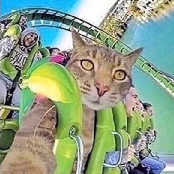 insanekitty